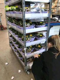 Danish Trolley Flower Hand Trolley Plastic Shelf Supermarket Eksklusif Menggunakan Troli Khusus