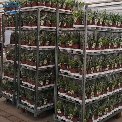 Danish Trolley Flower Hand Trolley Plastic Shelf Supermarket Eksklusif Menggunakan Troli Khusus